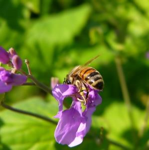 پاورپوینت (اسلاید) زنبور عسل