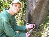 تحقیق تزریق مواد شیمیایی در تنه درختان