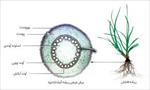 پاورپوینت-مقایسه-برش-های-میکروسکوپی-گیاهان