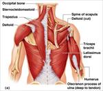پاورپوینت-عضلات-ناحیه-شانه