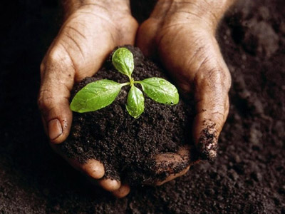 دانلود طرح جابر ترکیبات خاک و تاثیر آن بر رشد گیاهان قابل استفاده برای همه پایه های ابتدایی (فایل ورد ) 2021