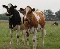 دانلود پاورپوينت پرورش گاو شیری 2021