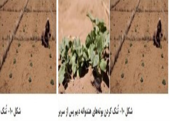 چاله سنبک مکانی منحصر به فرد  برای کشت هندوانه دیمی در ایران وجهان
