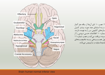 دستگاه عصبی پیرامونی یا سامانه ی عصبی محیطی